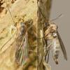 Phronia conformis